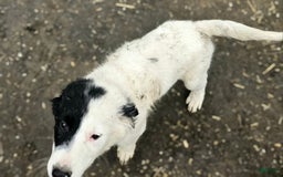 Border Collie dogs for sale: Divvy - Image 23
