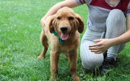 Golden Retriever dogs for sale: Gunther - Image 19