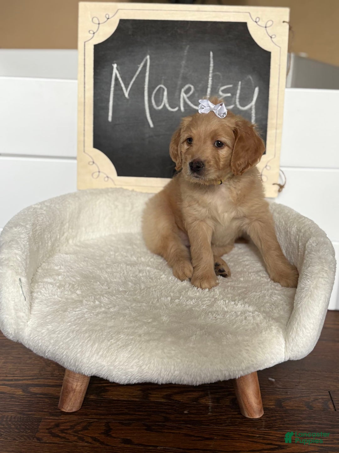 Goldendoodle dogs for sale: Marley - Image 3