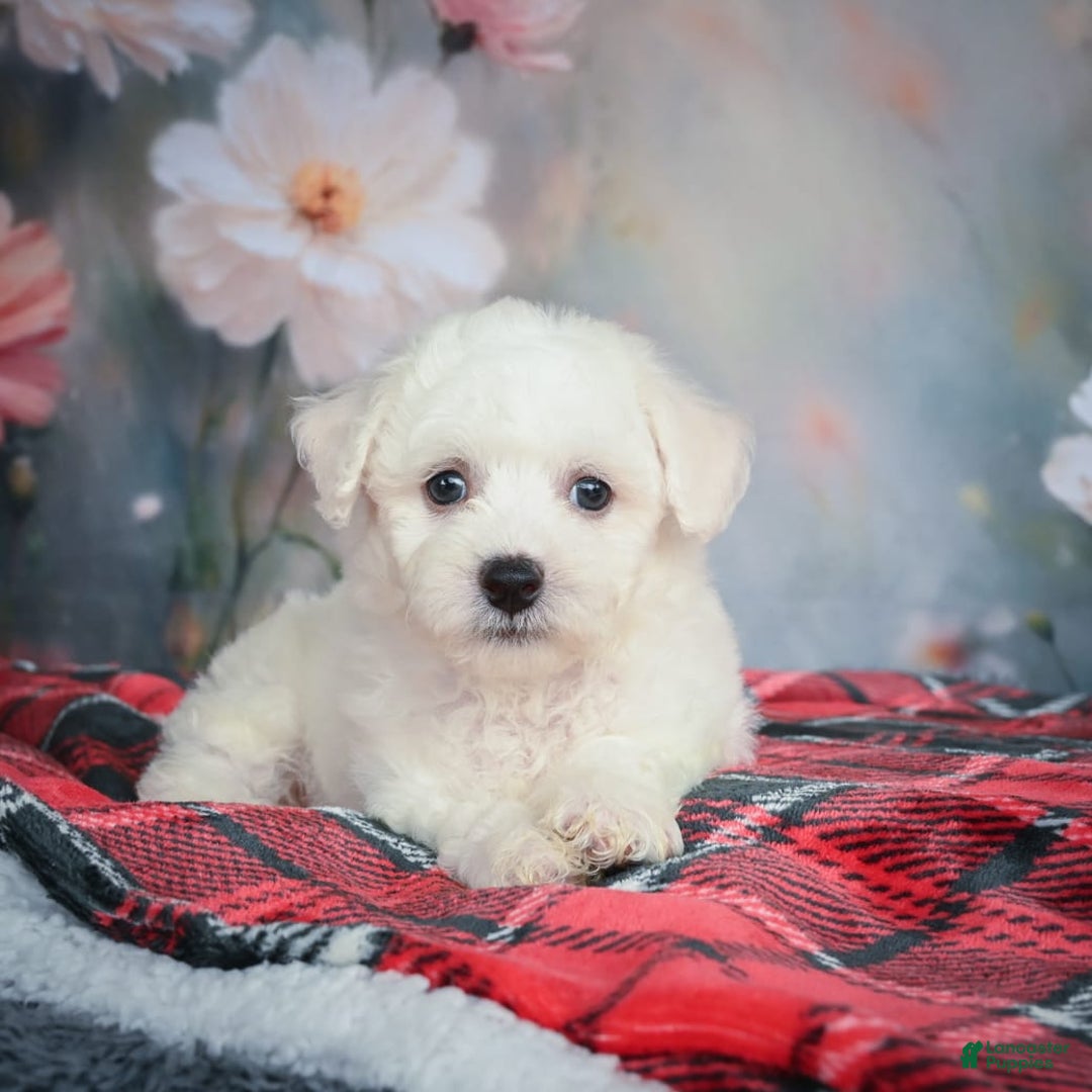 Bichon Frise dogs for sale: Jade - Image 5