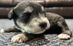 Miniature Schnauzer dogs for sale: Cooper - Image 10