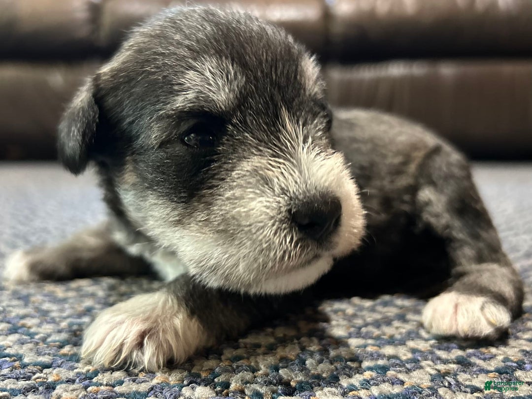 Miniature Schnauzer dogs for sale: Cooper - Image 10