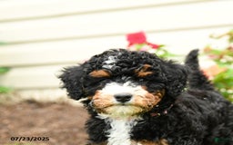 Mini Bernedoodle dogs for sale: Lacey - Image 3
