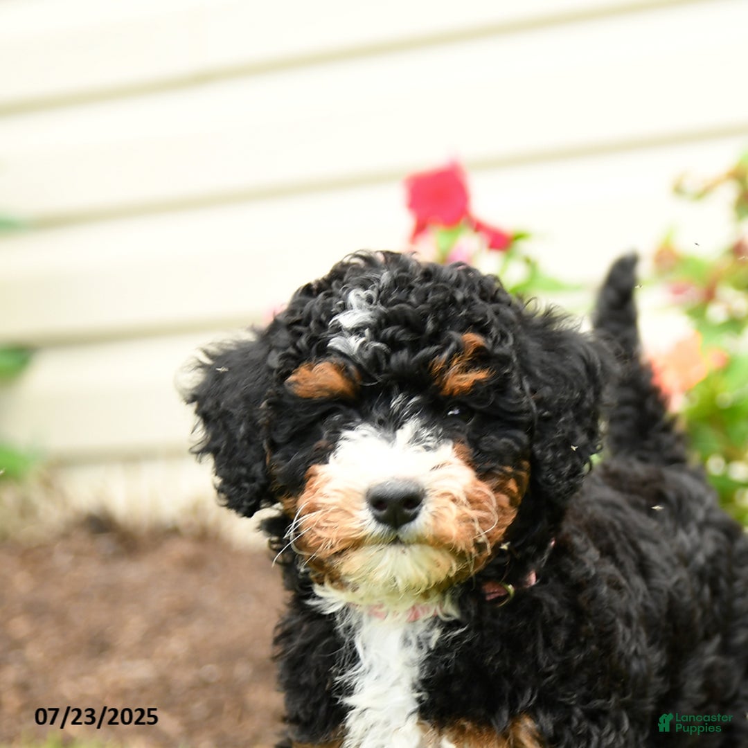 Mini Bernedoodle dogs for sale: Lacey - Image 3