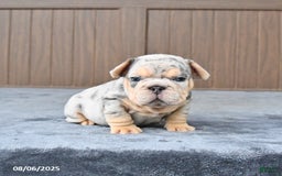 French Bulldog dogs for sale: Duke - Image 2