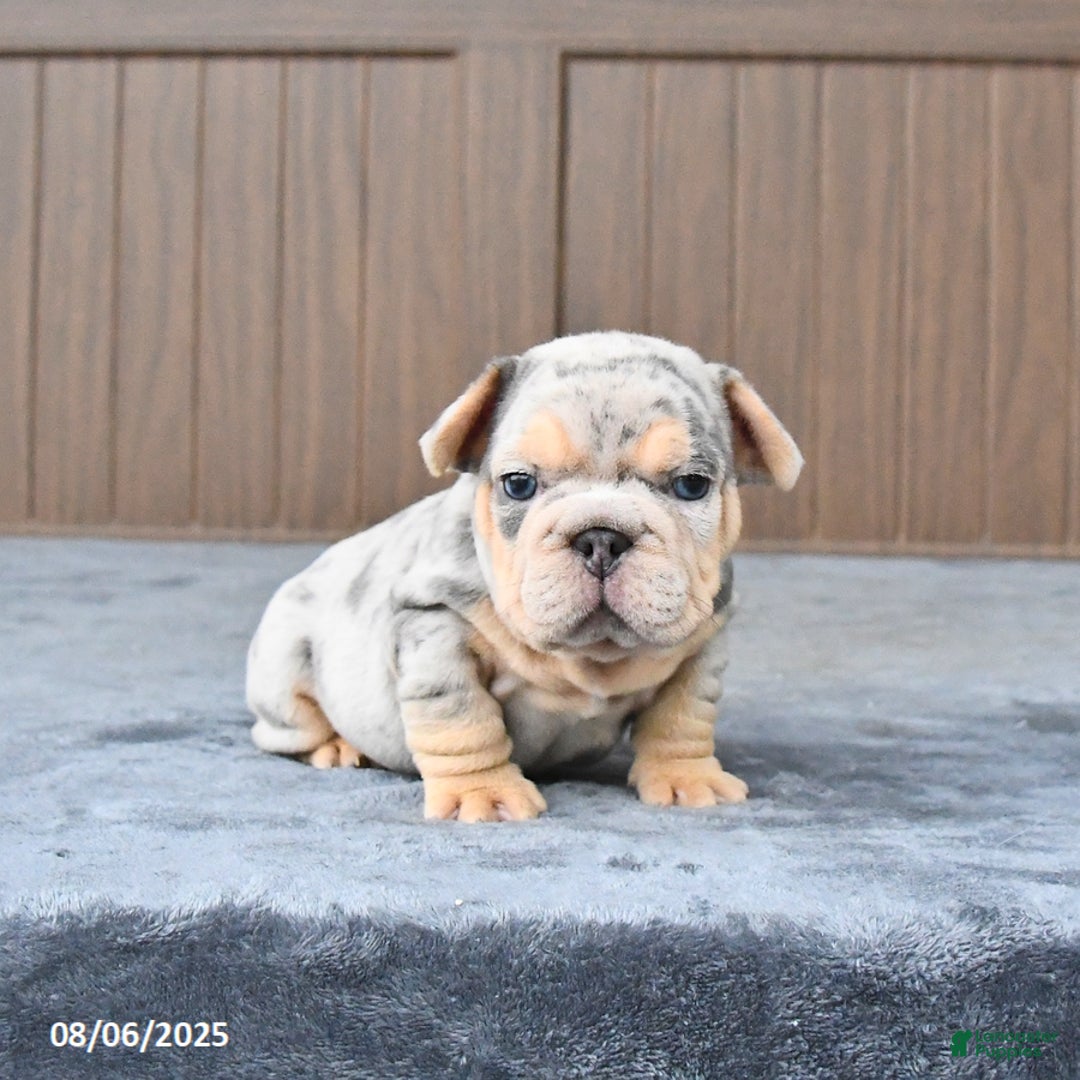 French Bulldog dogs for sale: Duke - Image 2