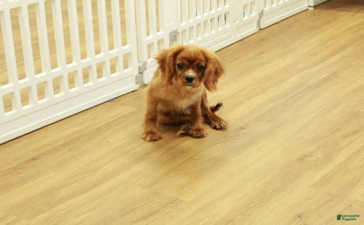 Cavalier King Charles Spaniel dogs for sale - Ad 2