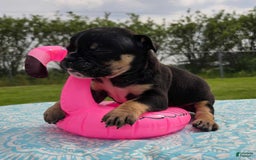 Olde English Bulldogge dogs for sale: George - Image 1