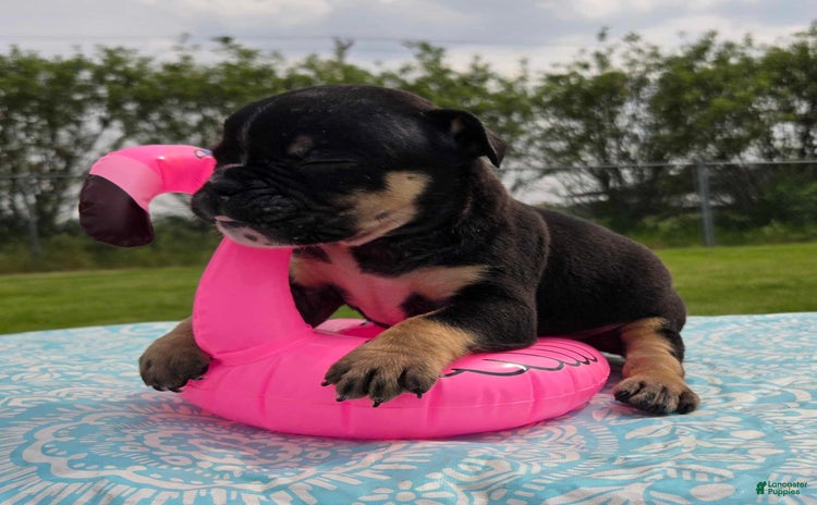 Olde English Bulldogge dogs for sale - Ad 1