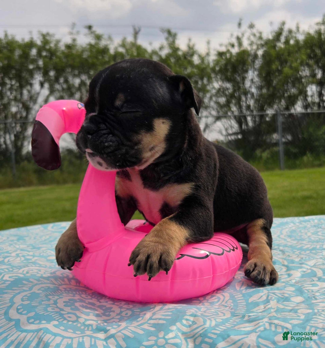 Olde English Bulldogge dogs for sale: George - Image 1