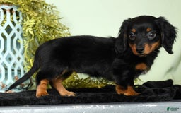 Miniature Dachshund dogs for sale: Miniature Dachshund 2 puppies - Image 10