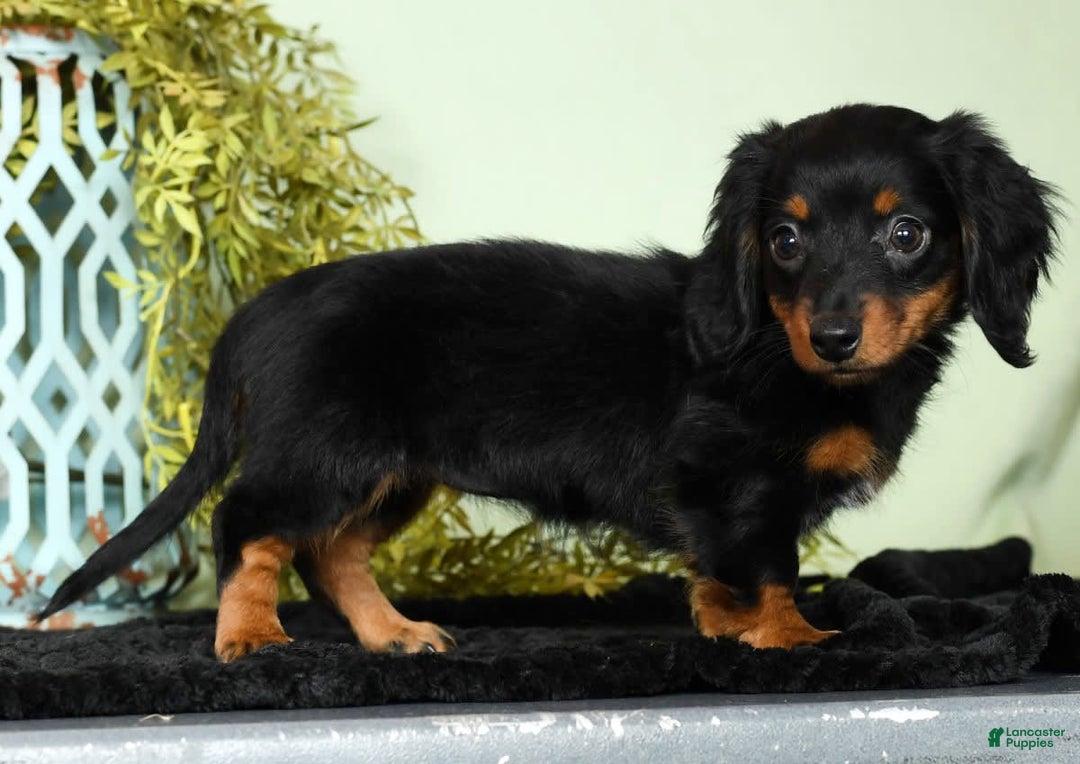 Miniature Dachshund dogs for sale: Miniature Dachshund 2 puppies - Image 10