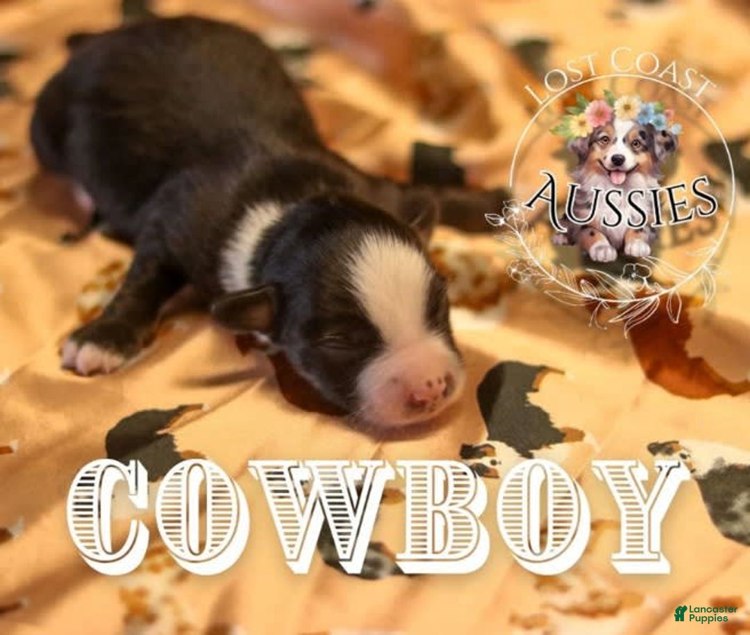 Miniature Australian Shepherd dogs for sale: Cowboy - Image 4