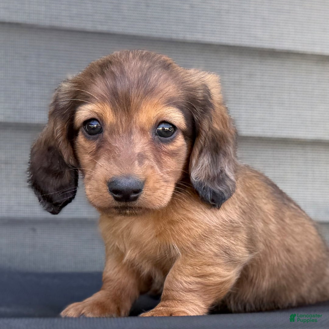 Miniature Dachshund dogs for sale: Snickers - Image 5