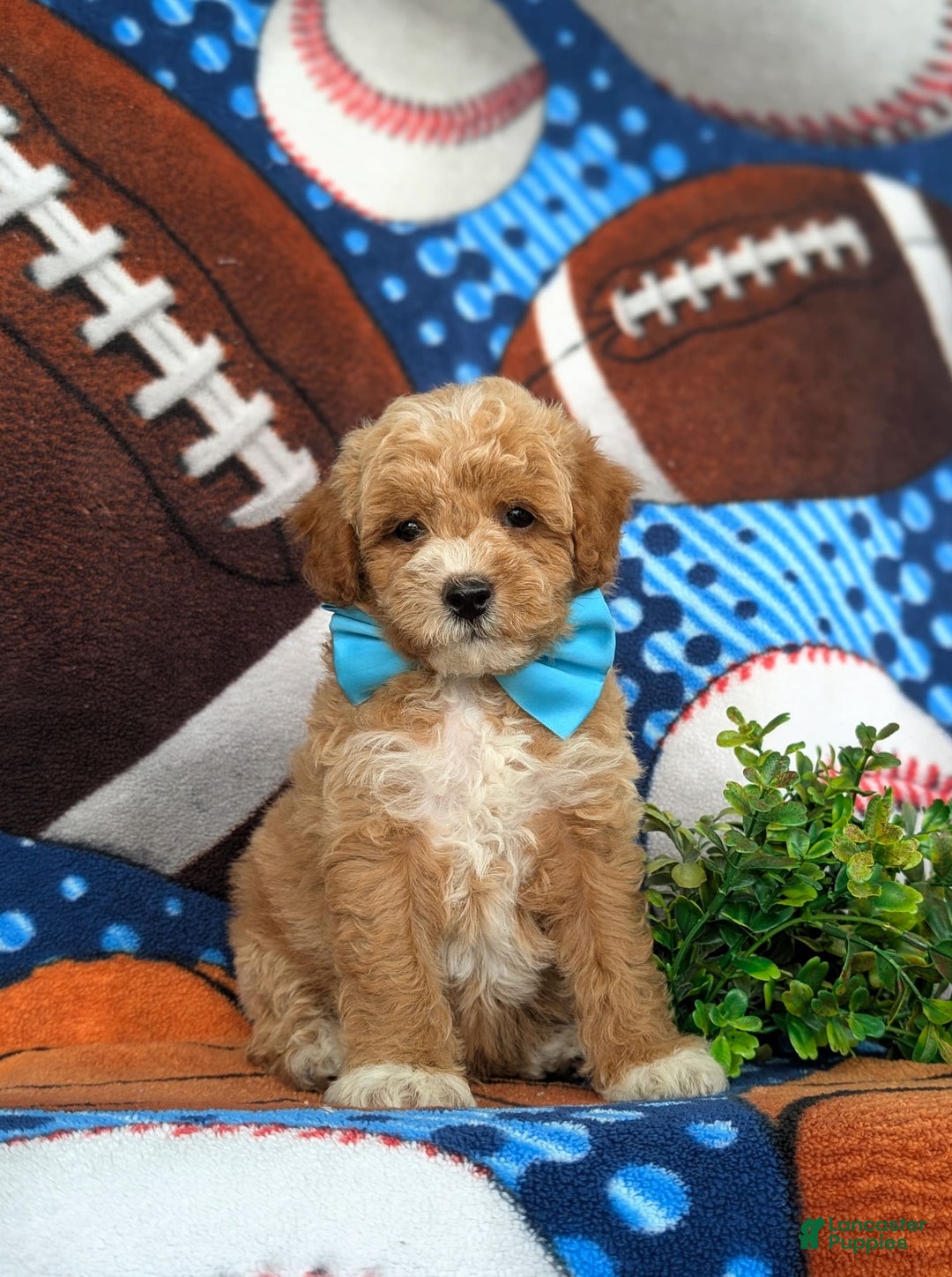 Bichpoo dogs for sale: Jedd - Image 1