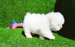 Maltipoo dogs for sale: Tiger - Image 2