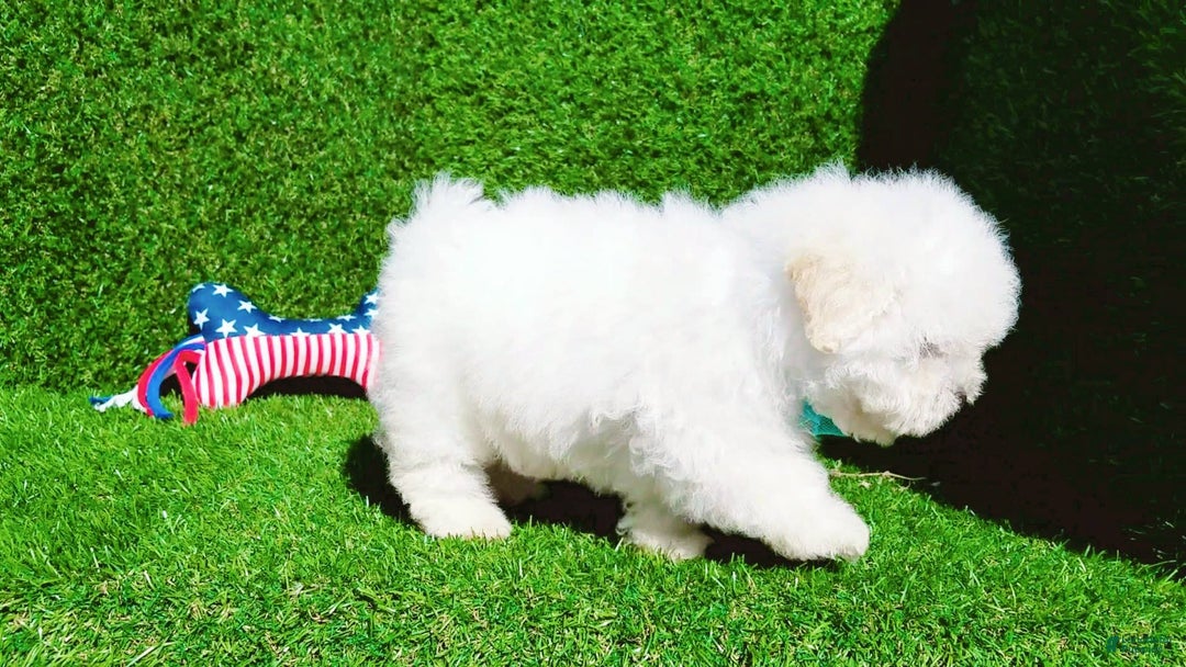 Maltipoo dogs for sale: Tiger - Image 2