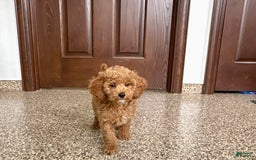 Cockapoo dogs for sale: Sara - Image 5