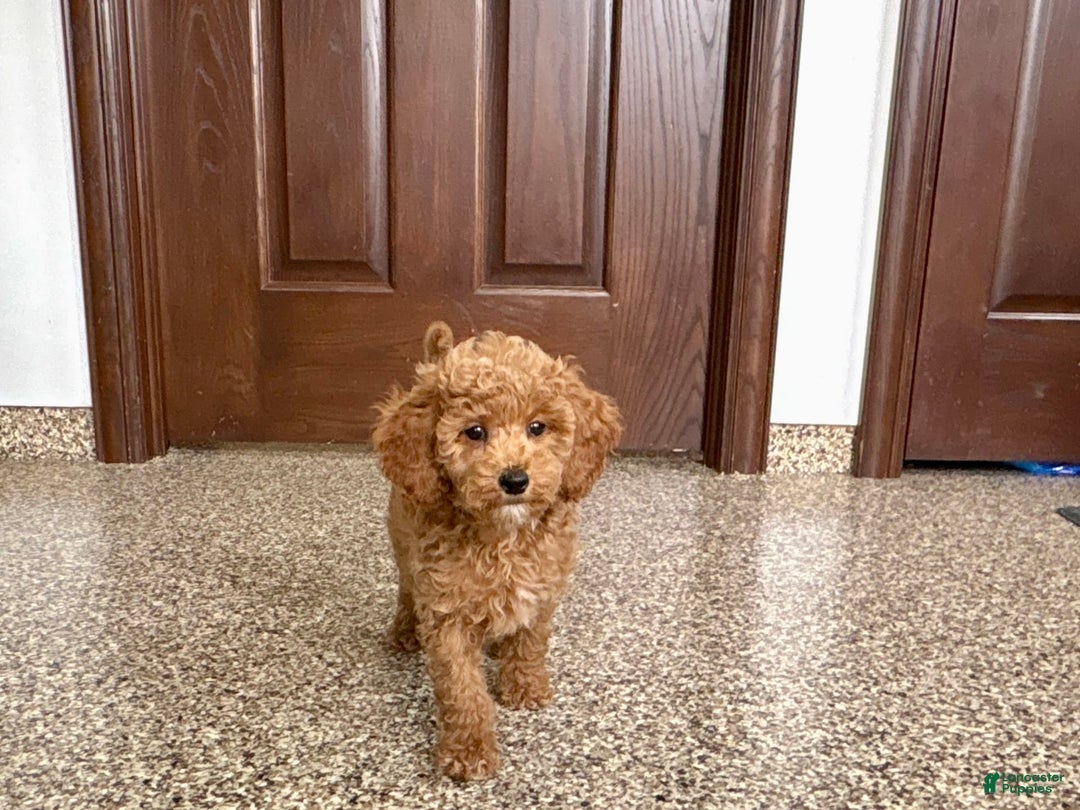 Cockapoo dogs for sale: Sara - Image 5