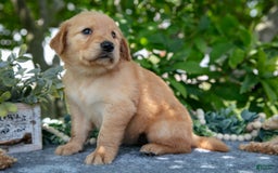 Golden Retriever dogs for sale: Lavender - Image 5