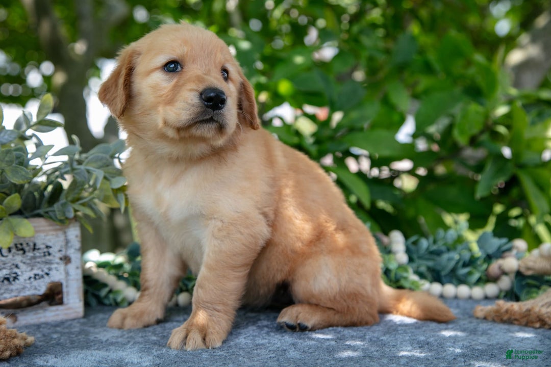 Golden Retriever dogs for sale: Lavender - Image 5