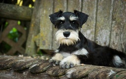 Miniature Schnauzer dogs for sale: Cinderella - Image 21