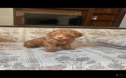 Toy Poodle dogs for sale: Boy A - Image 5