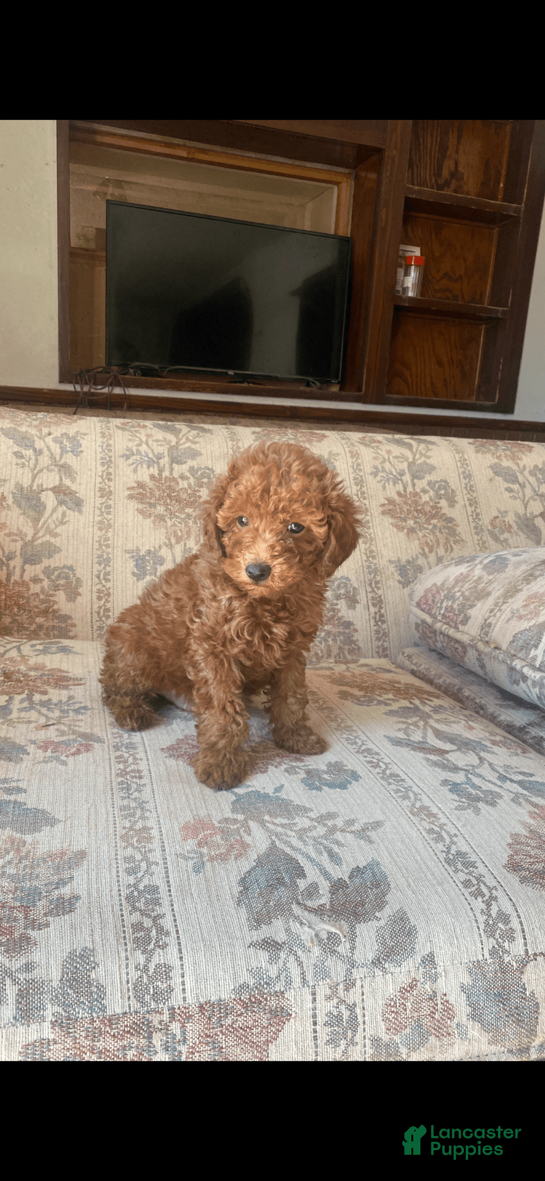 Toy Poodle dogs for sale: Boy A - Image 5