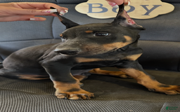 Doberman Pinscher dogs for sale: ATLAS - Image 5