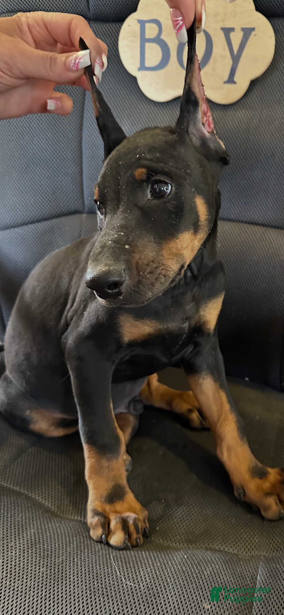 Doberman Pinscher dogs for sale: ATLAS - Image 5