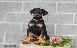 Doberman Pinscher dogs for sale: Archer - Image 1