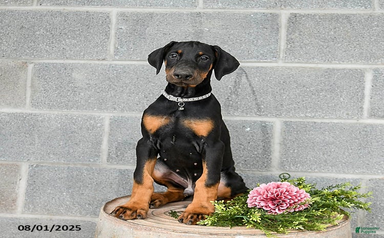 Doberman Pinscher dogs for sale - Ad 4