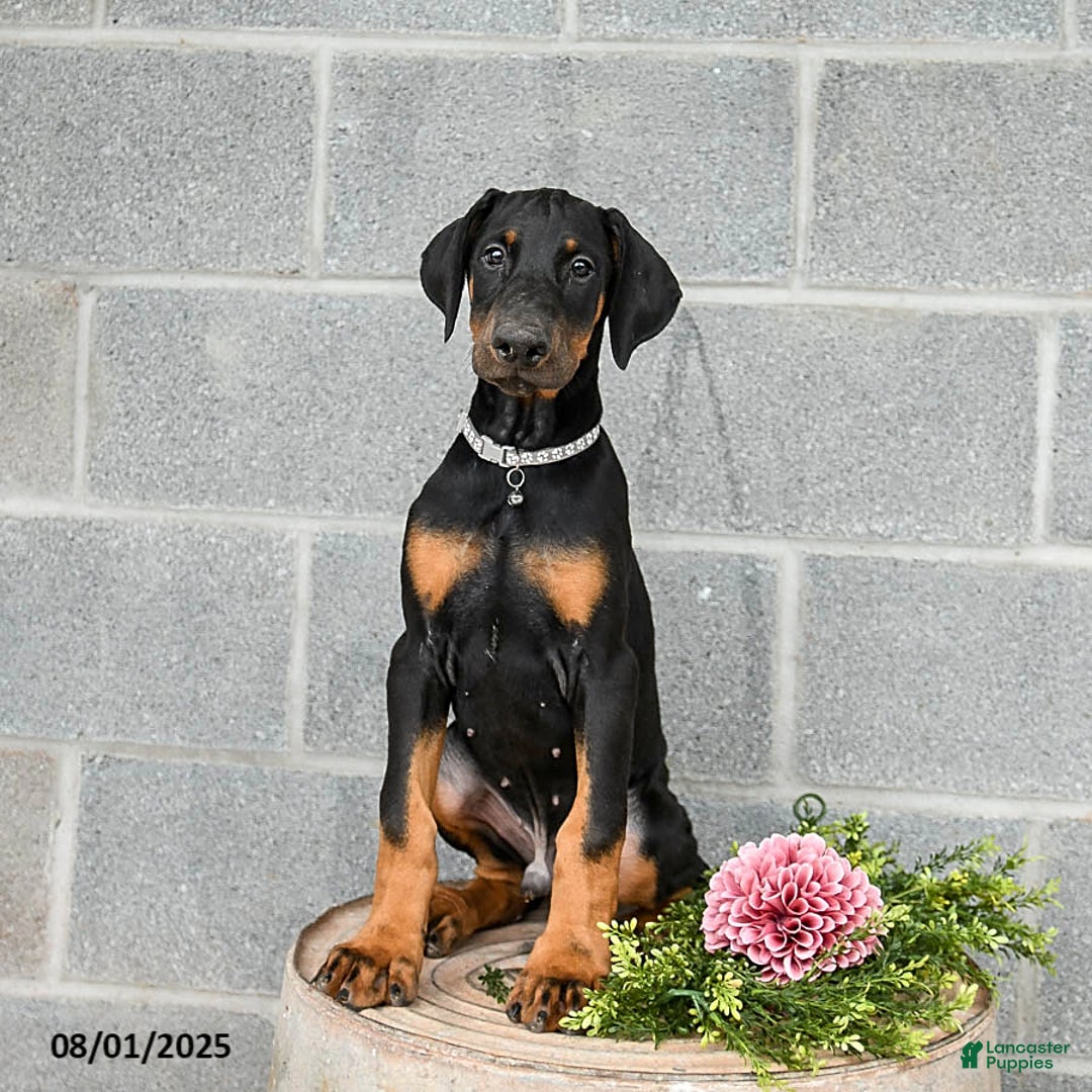 Doberman Pinscher dogs for sale: Archer - Image 1