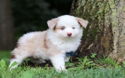 Miniature Australian Shepherd dogs for sale: Frisky - Image 7