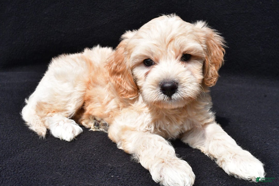 Cavapoo dogs for sale: Rex - Image 5