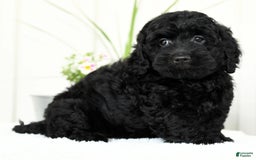 Mini Goldendoodle dogs for sale: Hope - Image 6