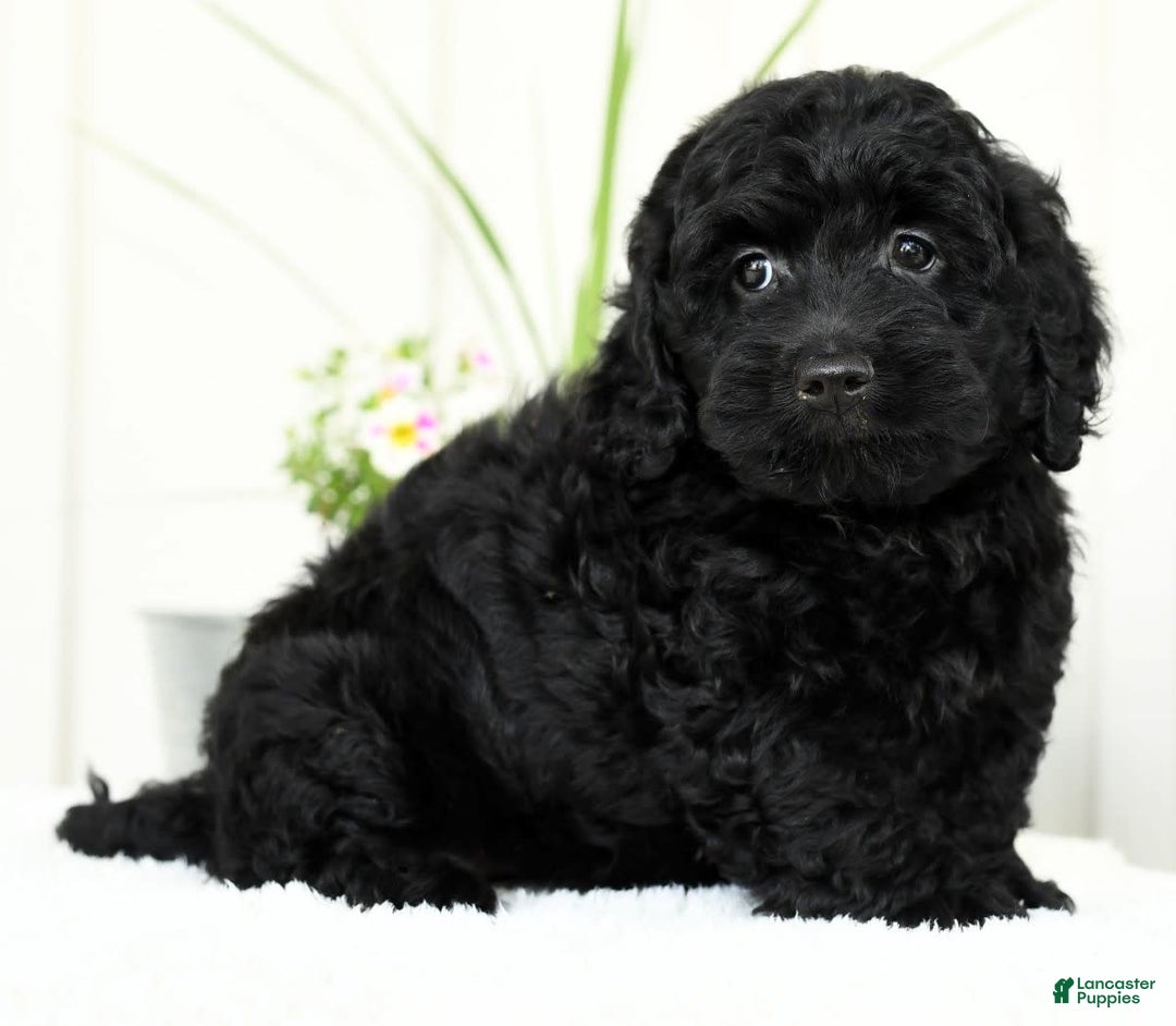 Mini Goldendoodle dogs for sale: Hope - Image 6