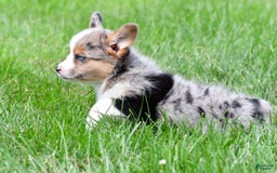 Australian Shepherd dogs for sale: Willow - Image 3