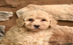 Miniature Poodle dogs for sale: Barbie - Image 4