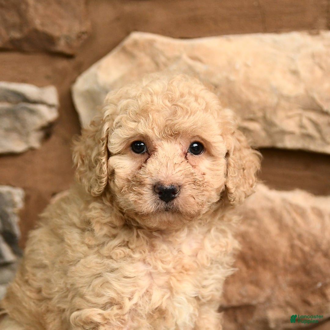 Miniature Poodle dogs for sale: Barbie - Image 4