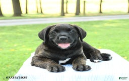 Cane Corso dogs for sale: Moonlight - Image 3