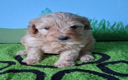 Mini Aussiedoodle dogs for sale: HONEY - Image 1
