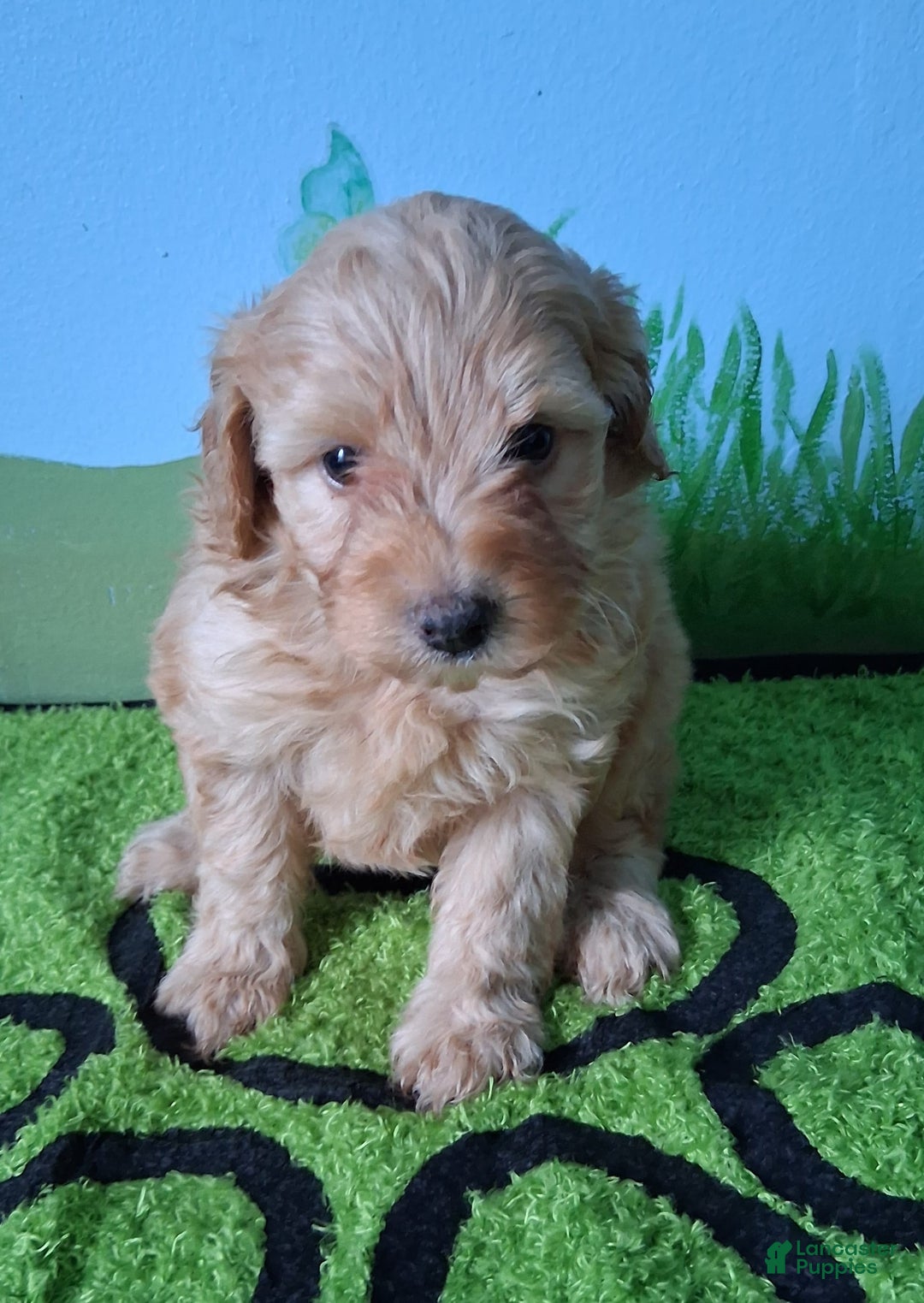 Mini Aussiedoodle dogs for sale: HONEY - Image 1