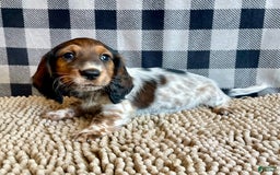 Dachshund dogs for sale: Dana - Image 3