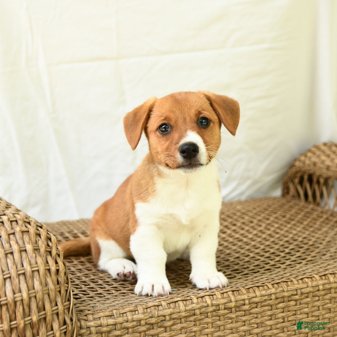 Jack Russell Terrier dogs for sale: Rose - Image 3