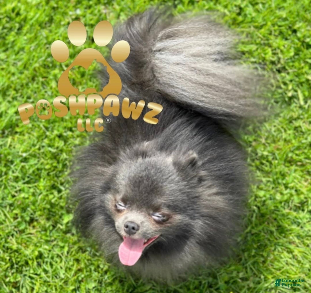 Pomeranian dogs for sale: Dotty - Image 19