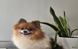 Pomeranian dogs for sale: Cuddles - Image 7