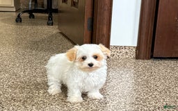 Maltipoo dogs for sale: Robbie - Image 3
