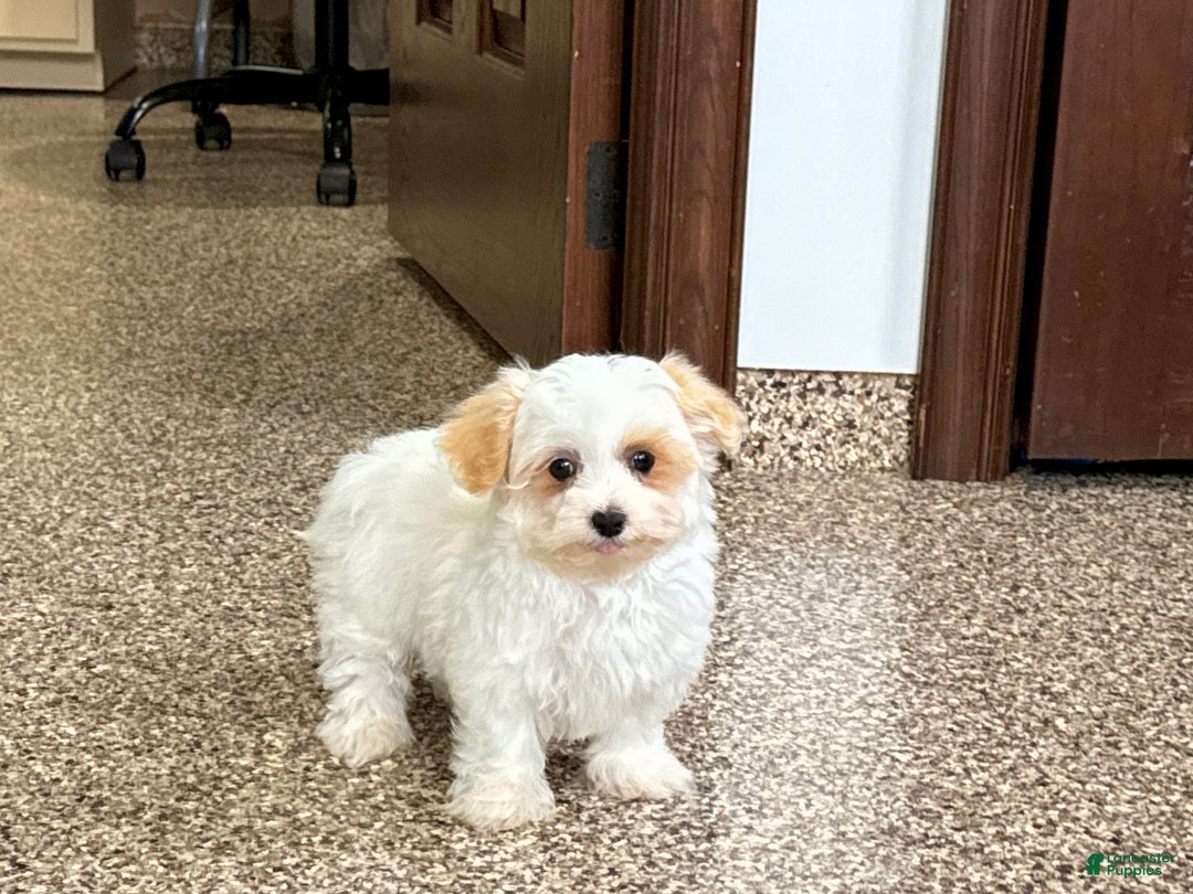 Maltipoo dogs for sale: Robbie - Image 3