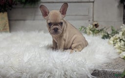 French Bulldog dogs for sale: Lindy - Image 4